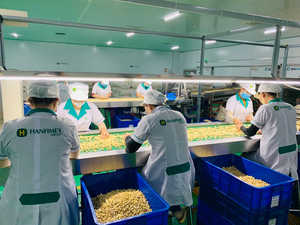 Việt Nam Tốt nhất người bán hạt điều bị hỏng hạt điều hạt nhân bị hỏng sáng trắng bé SP SSP Top BRC nhà máy hanfimex + 84374074818 - Product Image 2