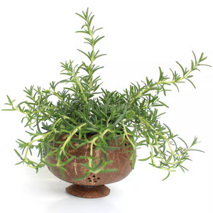 Maceta ecológica de cáscara de coco para plantas de interior, venta al por mayor de macetas decorativas. - Product Image 6