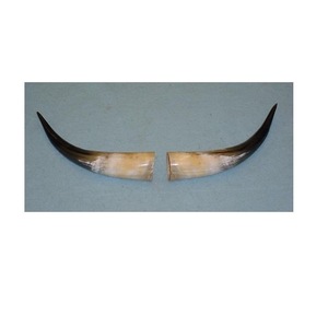 Paire de cornes de bison polies, décoration murale, design Art Déco, grande taille de 10 à 18 pouces, pour mariage, anniversaire - Product Image 4