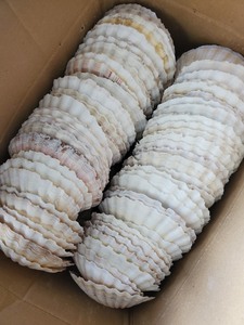 ของตกแต่งบ้านแบบ DIY เปลือกหอยขนาดใหญ่สีขาวดิบ - Product Image 5