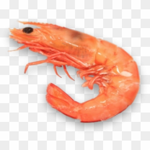 กุ้งทะเลคุณภาพสูง ปรุงสุกแช่แข็ง กุ้งปรุงสุกแช่แข็ง สดใหม่ ราคาพิเศษช่วงเทศกาล - Product Image 3