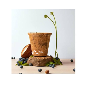 Maceta Ecológica de Fibra de Coco Natural, Contenedor de Cultivo Estilo Ben Tre, Color Azul Loto, para Exportación de Plántulas de Viveros Comerciales - Product Image 1