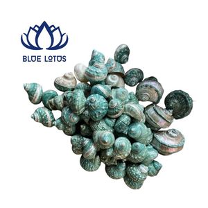 Coches de Loto Azul Más Vendidos: Conchas de Caracol Ermitaño Hechas a Mano, Sostenibles, en Amarillo, Blanco, Verde y Plateado, Suministro a Granel para Decoración de Interiores - Product Image 1