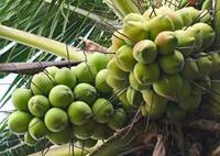 Coco Fresco Joven de Vietnam con Cáscara Entera, Corte Diamante, Coco Dulce Natural, Fruta Tropical Premium, Exportación a Granel al por Mayor