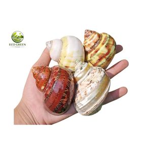เปลือกหอยมุกขาวพรีเมียมขัดเงา เปลือกหอยธรรมชาติสำหรับตกแต่งตู้ปลา ของตกแต่งงานแต่งงาน และงานฝีมือ - Product Image 3