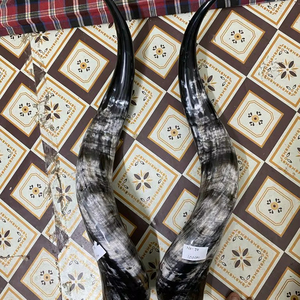 Cuernos de toro pulidos a mano, naturales, de 28-30 pulgadas, par a juego, para decoración del hogar al estilo western. - Product Image 3