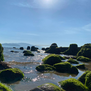 Ulva Lactuca (Lechuga de Mar) Seca a Granel - Origen Vietnamita Premium - Product Image 5