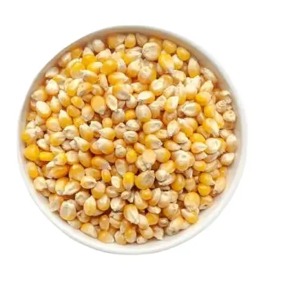 New Crop Dried Yellow Corn Common Cultivation Type India Yellow Corn Animal/Cattle/Poultry Feef For Sale