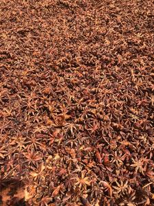 เมล็ดยี่หร่าอบแห้งแบบสดใหม่จากเวียดนาม - Product Image 6