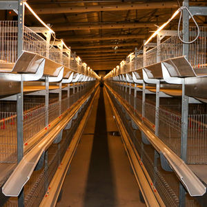 Système de cages avicoles automatisées avec alimentation, abreuvement et convoyeur à œufs centralisés - Product Image 3