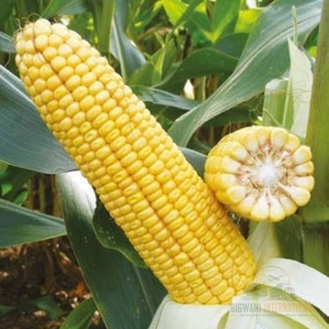 Ensilaje de Maíz para Vacas Lecheras y Ganado Bovino, Ensilaje de Maíz Amarillo de Alta Energía para Proveedores de Alimentos para Granjas y Compradores de Ganado - Product Image 2