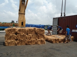 [MEJOR CALIFICADO] |   Bloque de Fibra de Coco para Agricultura, Material para Camas de Cultivo, Mezcla de Suelo para Granjas, Vietnam - Product Image 2
