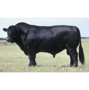 Bovins Black Angus de qualité supérieure pour la vente en gros et l'élevage commercial - Product Image 3