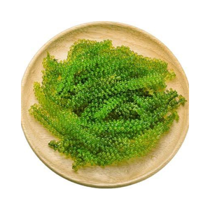 Algues de mer vietnamiennes naturelles Umibudo, algues fraîches pour la vente en gros internationale - Product Image 1