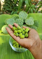 Graines de lotus fraîches du Vietnam, sélectionnées, capsules matures, bon goût, belle couleur, idéales pour la cuisine, export, sac de 2 kg, Toan Tai Loc Phat