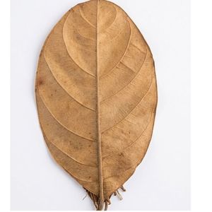 Natural Dried Jackfruit Leaves 19 to 25 cm /7 to 9 Inches in Size for Aquarium Pack of 12 Leaves - Product Image 5