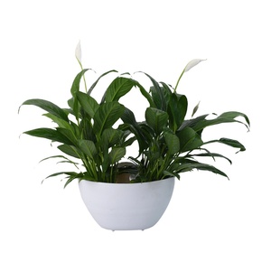 Juego de macetas de jardín montadas en la pared grandes, macetas decorativas para decoración del hogar y al aire libre - Product Image 6