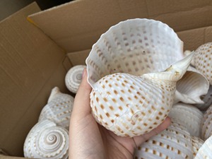 Vietnam Natural Spotted Tun Shell <b>Large</b> 10 13cm for Beach House Decor Aquarium <b>Ornament</b> Seashell Craft Supply - Product Image 5