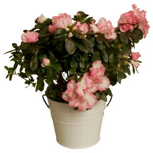 Decorative White Flower <b>Pot</b> Set 3-Bucket Plant Container with Rectangular Saucer Triple Galvanized Iron <b>Pots</b> for <b>Kitchen</b> <b>Herbs</b> - Product Image 3