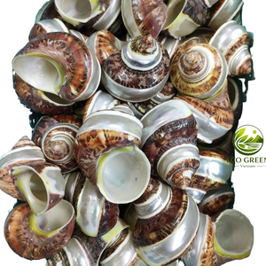 Coquilles turbo naturelles vietnamiennes polies pour la décoration d'aquarium, habitat pour crabes ermites, projets de bricolage, style maison de bord de mer - Product Image 6