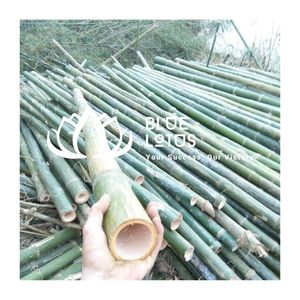 มีจำหน่ายไม้ไผ่สำหรับค้ำยันพืชผลทางการเกษตรแบบขายส่ง - Product Image 1