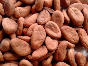 Fèves de cacao de haute qualité en gros, prêtes à l'exportation, qualité supérieure, approvisionnement mondial - Product Image 2