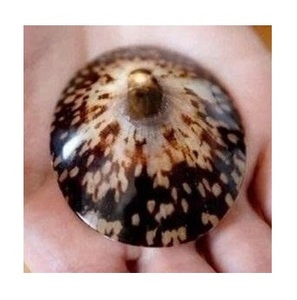 Concha de limpias natural con forma orgánica única, adecuada para decoración de interiores y manualidades creativas - Product Image 4