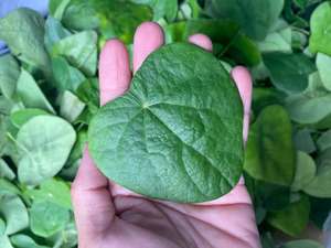 [DISPONIBLE] |   Poudre de gelée de herbe verte pour la préparation instantanée de desserts, garniture pour thé au lait, boisson, usine du Vietnam - Product Image 3