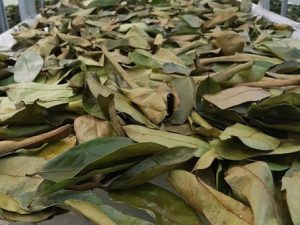 Premium Dried Soursop Leaves Black <b>Tea</b> Fermented Traditional Organic Health <b>Tea</b> 50g Container Packaging - Product Image 6