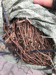 Vietnam Export Standard <b>Dried</b> <b>grass</b> jelly <b>Dried</b> <b>grass</b> jelly Natural Mesona Chinensis Leaves High Quality - Product Image 5