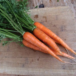 Zanahorias Frescas al por Mayor, Calidad Premium, Zanahorias Naranjas Frescas de Granja Natural para Exportación, Suministro a Granel, Vegetales de Grado Alimenticio - Product Image 4