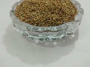 Millet pour l'alimentation du bétail, Millet de qualité alimentaire, Grains de millet, Ingrédient pour l'alimentation du bétail, Fournisseur de millet en vrac - Product Image 6