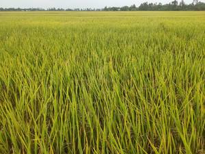 ข้าวเหนียวพรีเมียมขายส่งสำหรับร้านอาหาร แปรรูปอาหาร และส่งออก มีเนื้อนุ่มเหนียว - Product Image 6