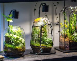 Terrario de Metal y Vidrio de Diseño Moderno para Decoración del Hogar, Macetero de Vidrio para Plantas de Interior, Suculentas, Plantas Aéreas y Terrarios DIY - Product Image 5