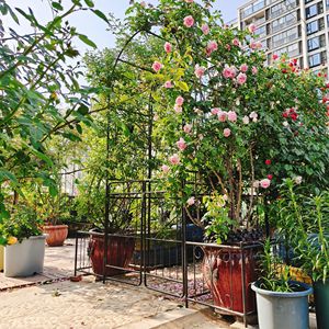 Arco da Giardino in Metallo 79,5 L x 86,6 H con Cancello, Supporto per Piante Rampicanti da Esterno, Traliccio per Rose, Prodotto di Qualità per Recinzioni e Cancelli - Product Image 6