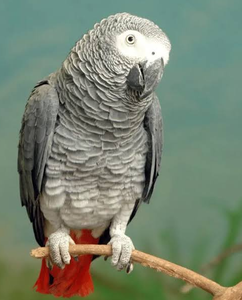 Live <b>African</b> Grey Parrots for Aviary Breeding Ornamental Bird Keeping and Wholesale Supply - Product Image 2