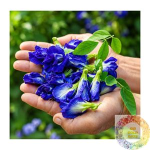 Producteur de thé aux fleurs de pois papillon séchées en gros du Vietnam pour la fabrication de boissons et les acheteurs internationaux - Product Image 2