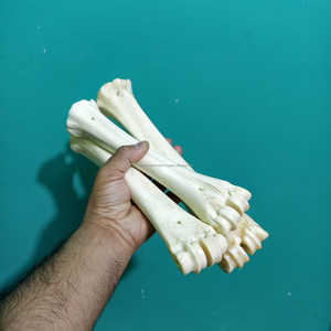 Medio tubo de hueso de búfalo blanco natural, artesanía tradicional y suministro vikingo a precio económico. - Product Image 5