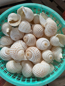 เปลือกหอยทะเลเวียดนาม ขนาด 10-13 ซม. สำหรับตกแต่งชายหาด ตกแต่งภายในบ้าน ตู้ปลา งานฝีมือ ของสะสม - Product Image 5