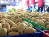 Mango Concentraat 10 Kg Sap Basis 1 Zak Oem Odm Private Label Brc Halal Haccp Organisch Gratis Monster Vietnam Export