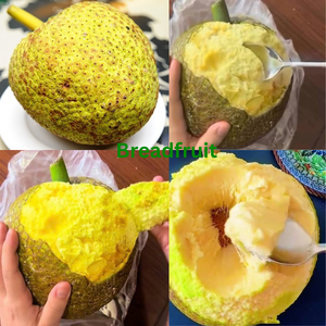Poudre de fruit à pain (Artocarpus Altilis) – Farine de fruit légèrement sucrée, sans gluten, substitut de blé – Sacs de 1 kg, 5 kg, 25 kg - Product Image 4