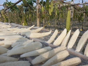 ใยบวบธรรมชาติออร์แกนิคจากฟาร์มเวียดนาม ขนาด 40-45 ซม. ใยบวบทั้งเส้น สำหรับใช้กับร่างกาย แบบธรรมชาติ ไม่มีสารเคมี ใช้ได้ทั้งอาบน้ำและในครัว - Product Image 6