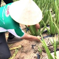 Bebida Natural de Jugo de Aloe Vera con Sabor a Mango en Botella PET de 500 ml, MOQ Bajo, Muestra Gratis, Nawon en Vietnam, Fábrica con GMP, OEM