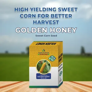 Semillas de Maíz Dulce Golden Honey de Advanta, Maíz Híbrido <span class=keywords><strong>Blanco</strong></span> y Amarillo, Tierno y Sabroso, Enriquecido con Azúcar - Product Image 3