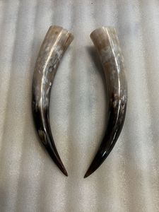 15 inch to 24 inch small to medium size real cow horn pair for <b>skull</b> and home <b>decoration</b> Best souvenir gift horns pair in stock - Product Image 3