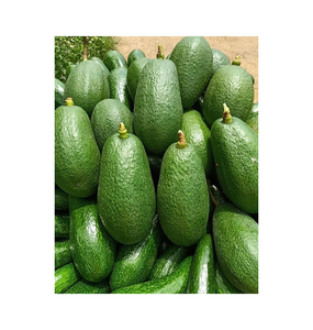 Avocat frais biologique de haute qualité du Kenya bas prix Exportation vérifié fournisseur Feurte/Hass/Zutano/Reed/Bacon - Product Image 4