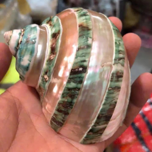 Conchas Marinas Grandes al por Mayor, Turbo Shell, Concha Verde Natural, Tesoro Marino de Vietnam, Perfecta para Tiendas de Regalos, Turbo Marmoratus - Product Image 1