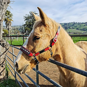HOPE of HORSE - Cabestro para Caballo de Alta Calidad, Duradero, Transpirable, de Nailon/Cuero Sostenible, con Acolchado Suave y Opciones Personalizables - Product Image 6