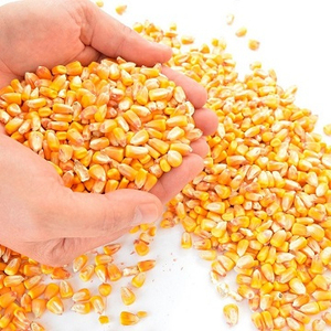 Maïs fourrager de qualité supérieure en gros, qualité alimentaire animale, approvisionnement en vrac, qualité supérieure, stock disponible, exportateur fabricant - Product Image 2