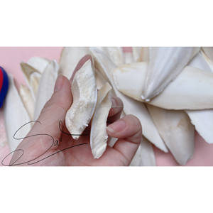 ผงกระดูกปลาหมึกขนาดใหญ่สำหรับนกคุณภาพพรีเมี่ยมปลาหมึกหักอุปกรณ์สำหรับนก GIA Nguyen เวียดนาม - Product Image 5